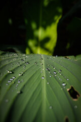 water droplets on leaf