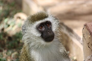 Close-Up of a Vervet Monkey