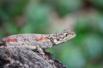 Brown Lizard on Rock