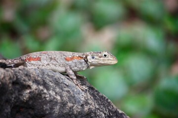 Brown and Orange Lizard on Rock