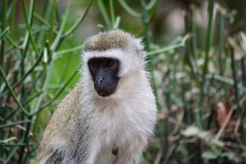 Vervet Monkey in Natural Habitat