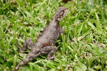 Eastern Blue-Tongue Lizard on Grass