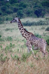 Adult Giraffe in Natural Habitat