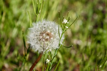 Dandelion Seed Head on Green Background