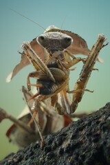 potrait eating Deroplatys lobata, common name Southeast Asian dead leaf mantis or dead leaf mantis, is a species of praying mantis that inhabits Java, Borneo, Indonesia, 22 December 2024 Indonesia