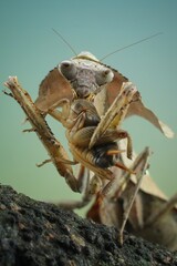 potrait eating Deroplatys lobata, common name Southeast Asian dead leaf mantis or dead leaf mantis, is a species of praying mantis that inhabits Java, Borneo, Indonesia, 22 December 2024 Indonesia