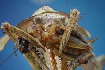 potrait eating Deroplatys lobata, common name Southeast Asian dead leaf mantis or dead leaf mantis,...