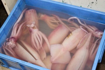 Fresh Caught Squid in Blue Container