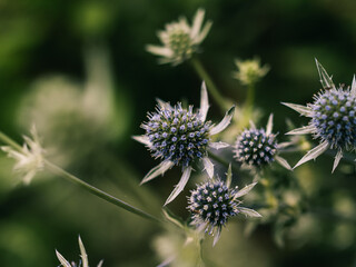 Close up of a flower