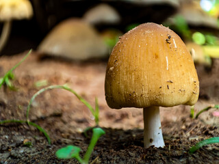 Mushroom in the forest on a natural background, macro