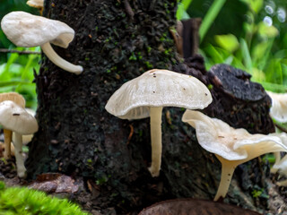 Mushroom in the forest on a natural background, macro