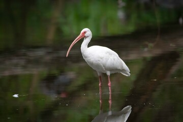 White Ibis