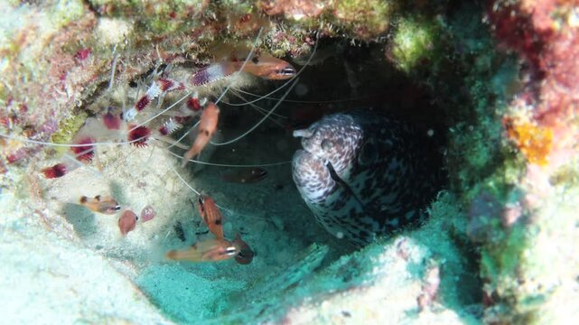 morena pinta (gymnothorax moringa) oculta en cueva junto a camar&oacute;n limpiador de rayas (stenopus hispidus)