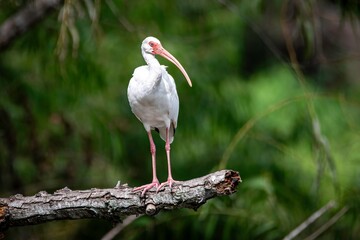 White Ibis