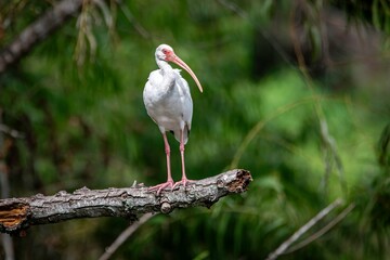 White Ibis