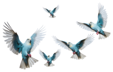 PNG Colorful birds flying gracefully.