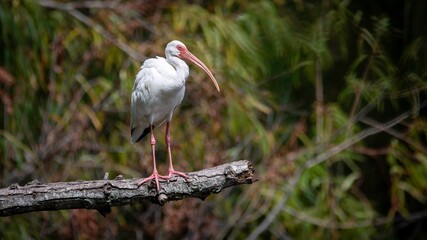 White Ibis
