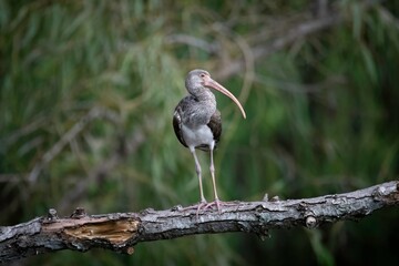 White Ibis