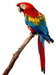 Obraz premium PNG Colorful parrot perched on branch
