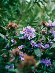 Spring flowers in the garden