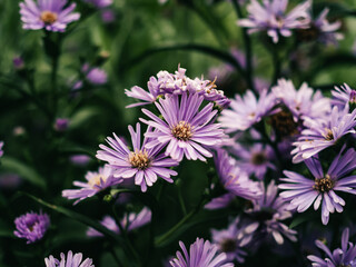 Obraz premium Purple flowers in the garden