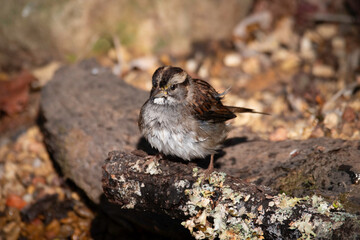 White-throated Sparrow