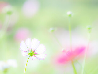 秋の公園や花壇を彩るコスモスのある風景。背景。自然風景素材。