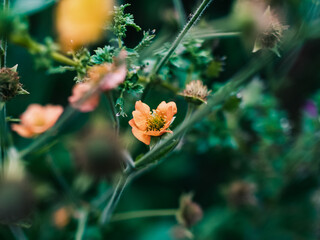 Orange flowers in the garden