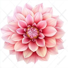  flower Dahlia