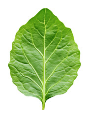 Green leaf with detailed veins on white background, nature and botanical concept