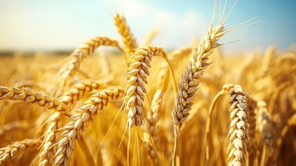 Wheat plantation. Closeup of golden wheats in the field in summer., ready to be harvested. Organic sustainable agriculture for living