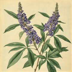 Vitex negundo, commonly known as the Chinese chaste tree, five-leaved chaste tree, or horseshoe vitex 