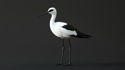 Obraz premium Elegant Full Body Image of a White and Black Bird Standing Gracefully on Dark Background