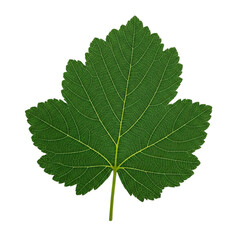 Fototapeta premium Green Leaf: Nature and Freshness