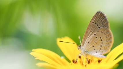 A close-up shot of a delicate butterfly perched on a vibrant yellow flower, set against a blurred green background for a natural and serene effect.