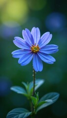Fototapeta premium Blue fan flower Scaevola aemula in full bloom, blue, flowers, plant