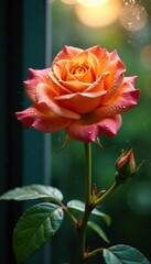 Obraz premium Morning dew glistens on an orange rose on the windowpane, bloom, glass