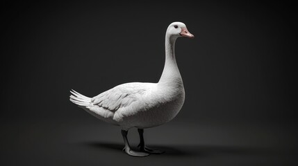 Fototapeta premium Full Body Goose with White Feathers Captured in a Studio Setting Against a Dark Background