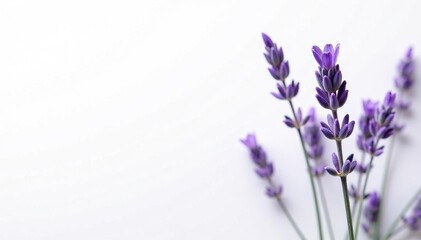 Obraz premium Dried lavender blossom in clear focus against white, lavender, clear focus, small flowers