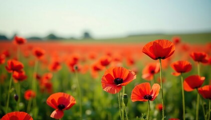 Fototapeta premium Field of red poppies swaying gently in the breeze, field, red poppies