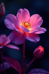 Fototapeta premium Infrared light illuminates a flower's soft glow, nighttime illumination, floral sequence