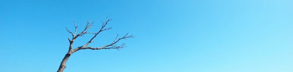 Blue sky with a bare branch stretched up high, simple, branch