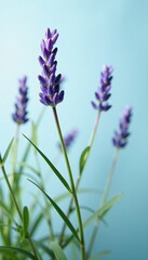 Naklejka premium delicate lavender stems intertwined with greenery on a soft light blue background, garden, subtle
