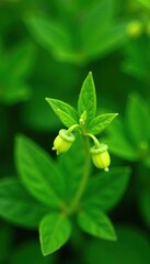 Small green pea flowers on a bushy plant with fine leaves, green foliage, fine leaf bush pea