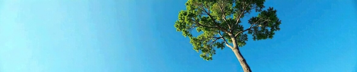 Fototapeta premium A towering tree with a slender trunk and sprawling branches against a bright blue sky, towering, blue