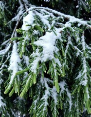 Green pine fir branches, Christmas decorations background