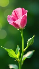 Delicate pea flower blooming on a wooden post, green, garden