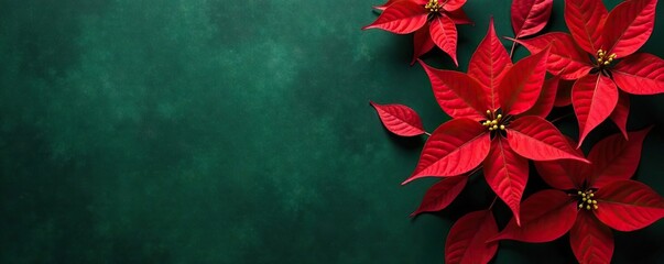 Red poinsettia leaves on a dark green abstract background with subtle texture, winter plants, holiday decor, foliage