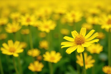 Obraz premium Field of bright yellow flowers with delicate petals and intricate details, corn marigold, flower fields, sunny meadow