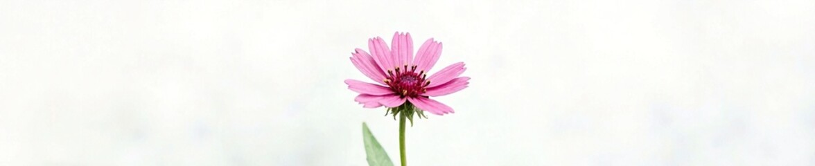 Single bee balm flower with intricate details and soft colors on a white background, high detail, bee balm